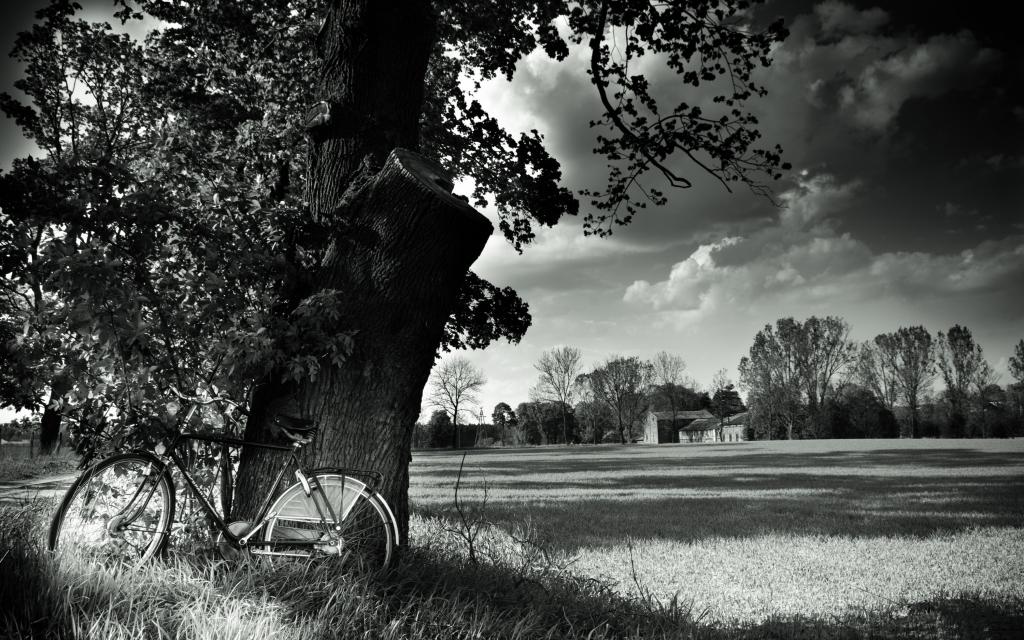 自行车,黑色和白色,自行车,自然,树,树,黑与白,场,领域,自然,景观,...