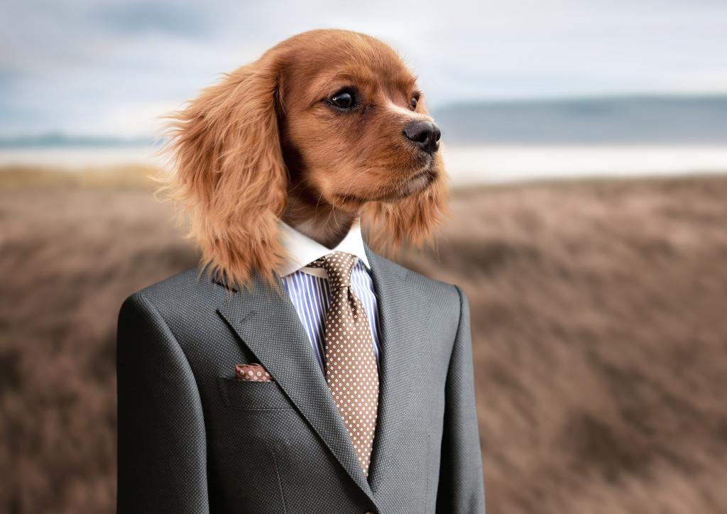 棕色的狗穿着灰色西装外套和礼服衬衫高清壁纸