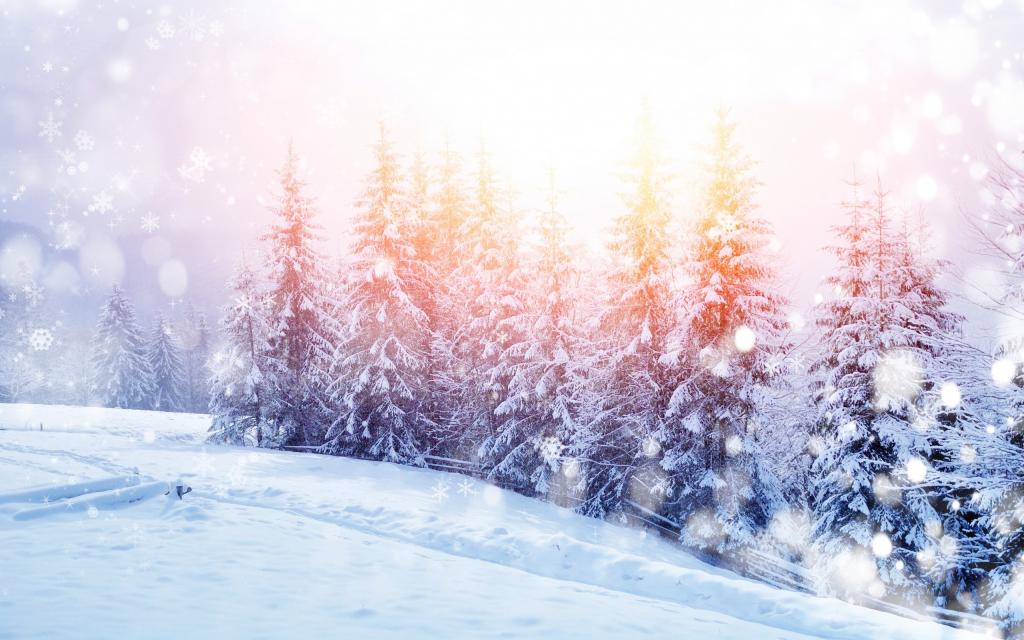冬天,雪,山,性质,树,景观