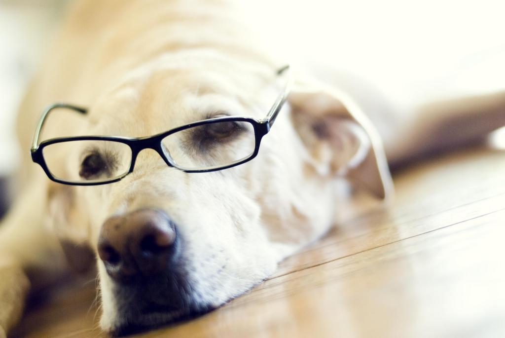 壁纸眼镜,脸上,拉布拉多猎犬