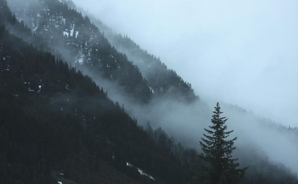 高大的树木与雾云高清壁纸的风景摄影