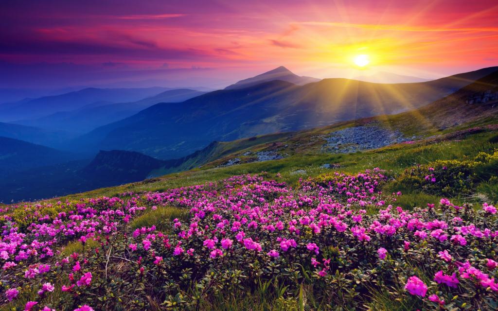 花,太阳,黎明,山脉