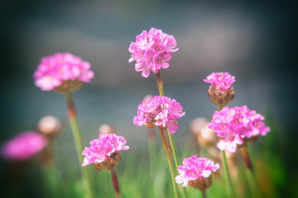 在白天时间高清壁纸粉红色的花的浅焦点摄影