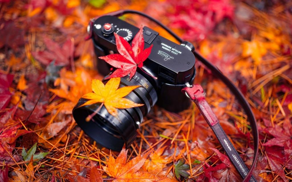 壁纸秋天,和谐,叶子,相机,性质
