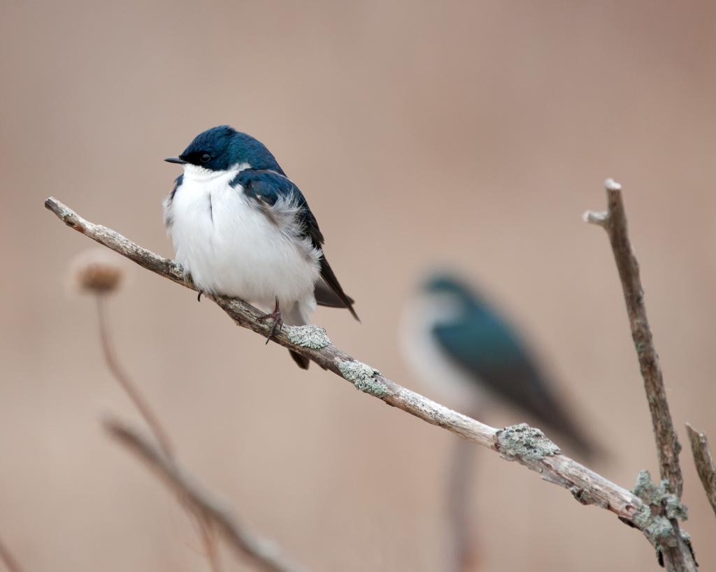 接近白色和蓝色鸟的照片在树枝的在白天,燕子HD墙纸