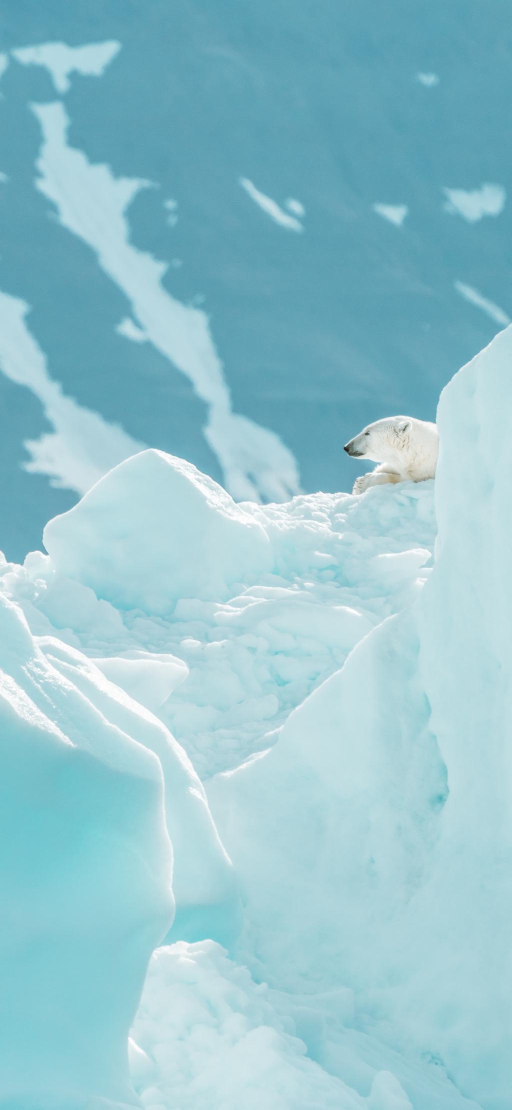 在冰天雪地里趴着的北极熊