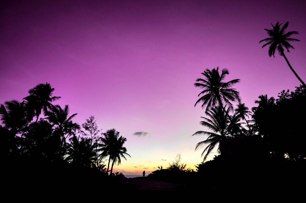 紫色的天空下的树木剪影高清壁纸