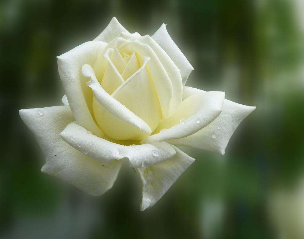 白玫瑰高清壁纸的选择性焦点摄影