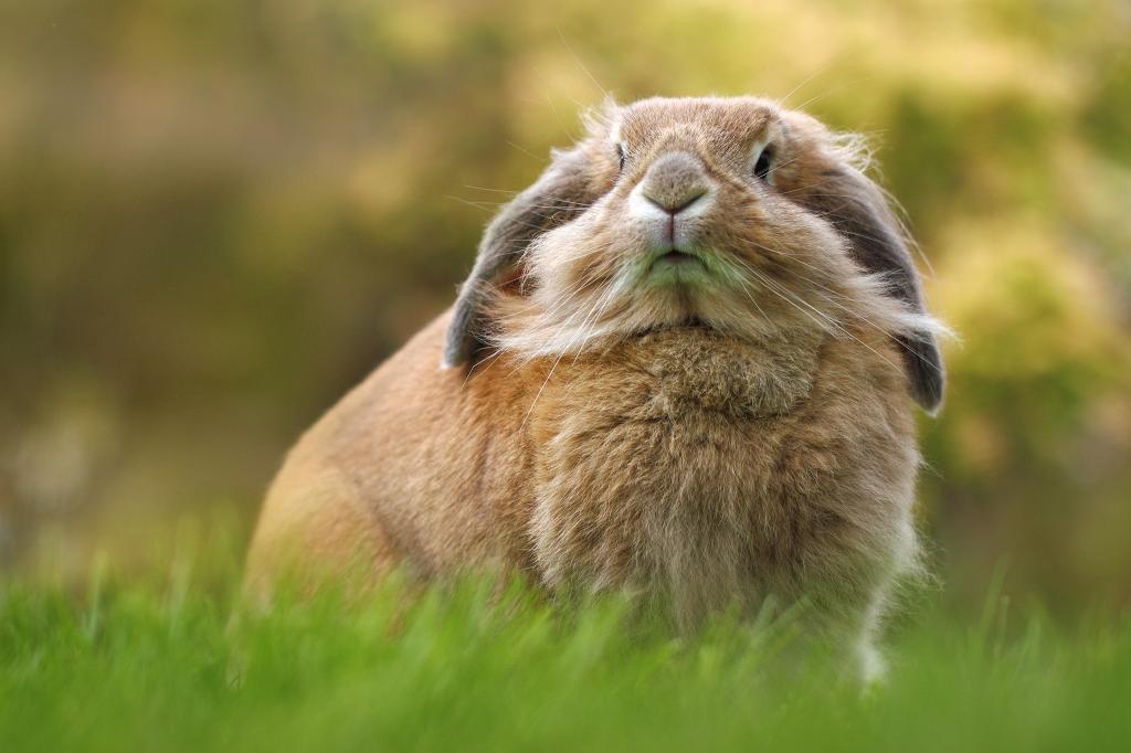 肖像,兔子,重要的