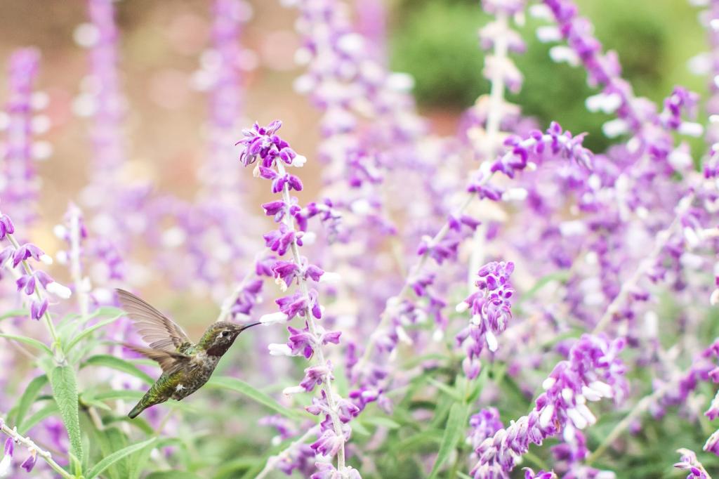 哼唱着鸟紫色花瓣高清壁纸附近的选择性焦点摄影