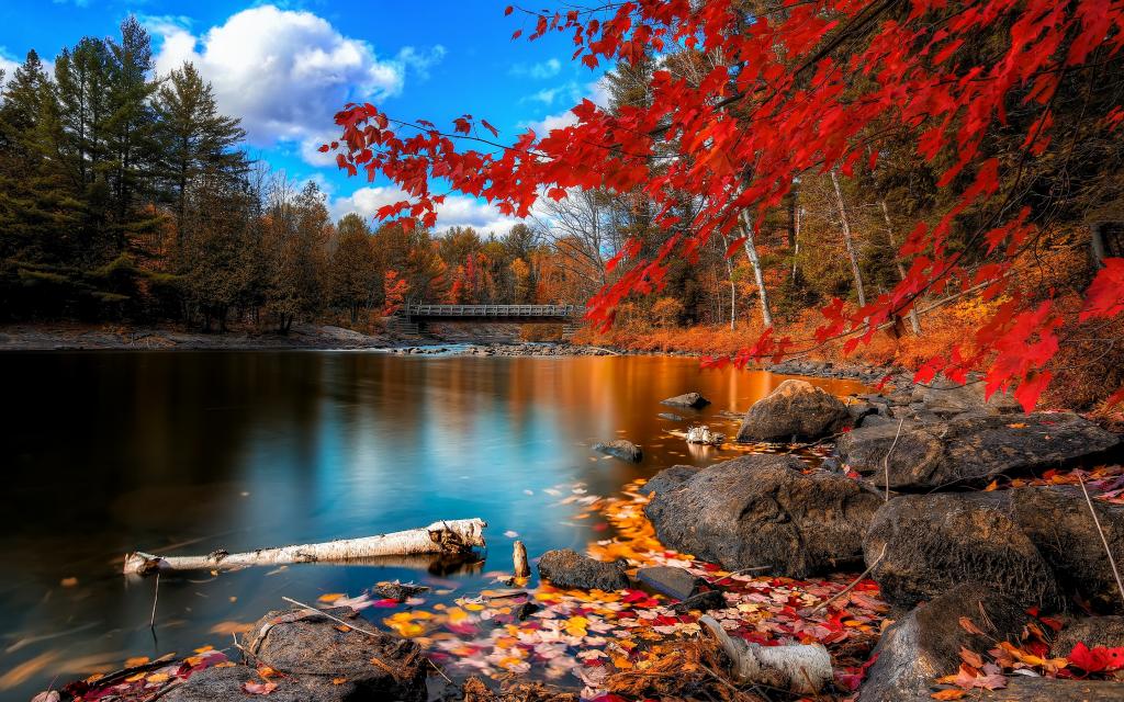 河,桥,树,秋天,石头,树叶
