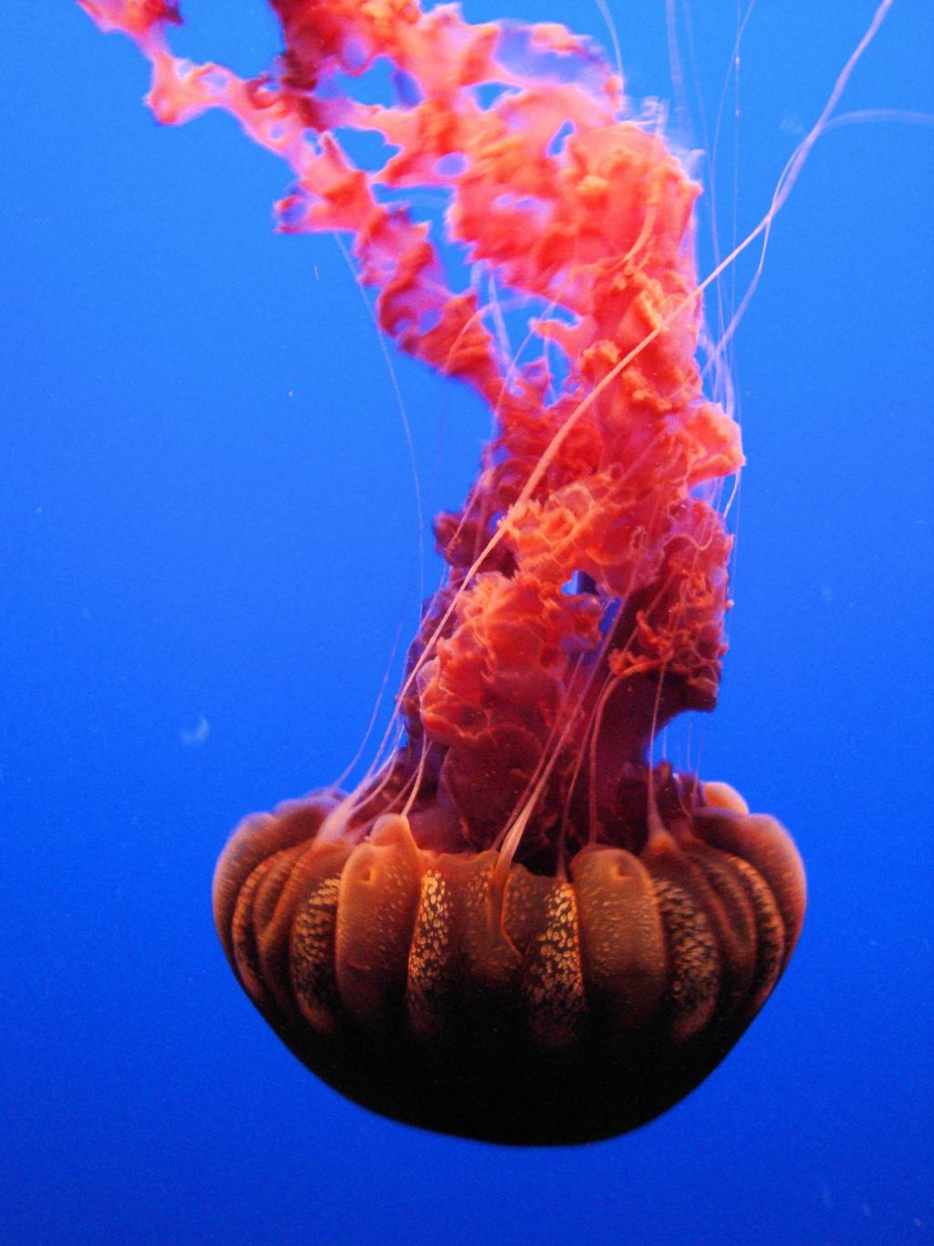 红色的水母,在深蓝色的大海,蒙特利,加利福尼亚州,美国高清壁纸游泳