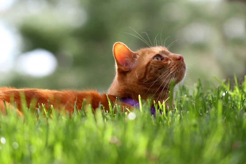 橙色虎斑猫放下绿草高清壁纸