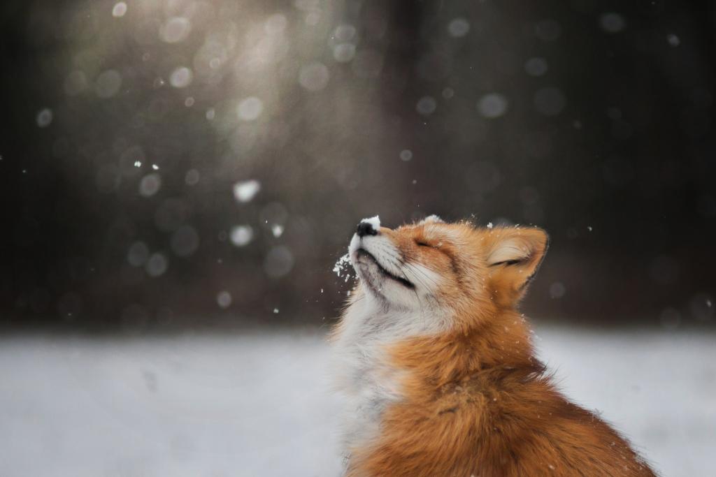冬天,雪,脸,福克斯,狐狸