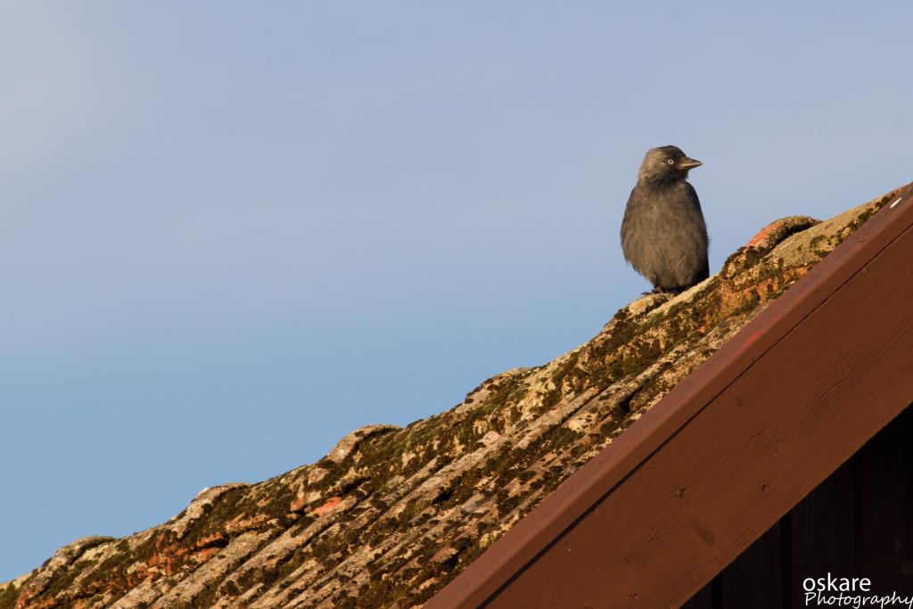 褐色的屋顶,寒鸦高清壁纸棕色的小鸟