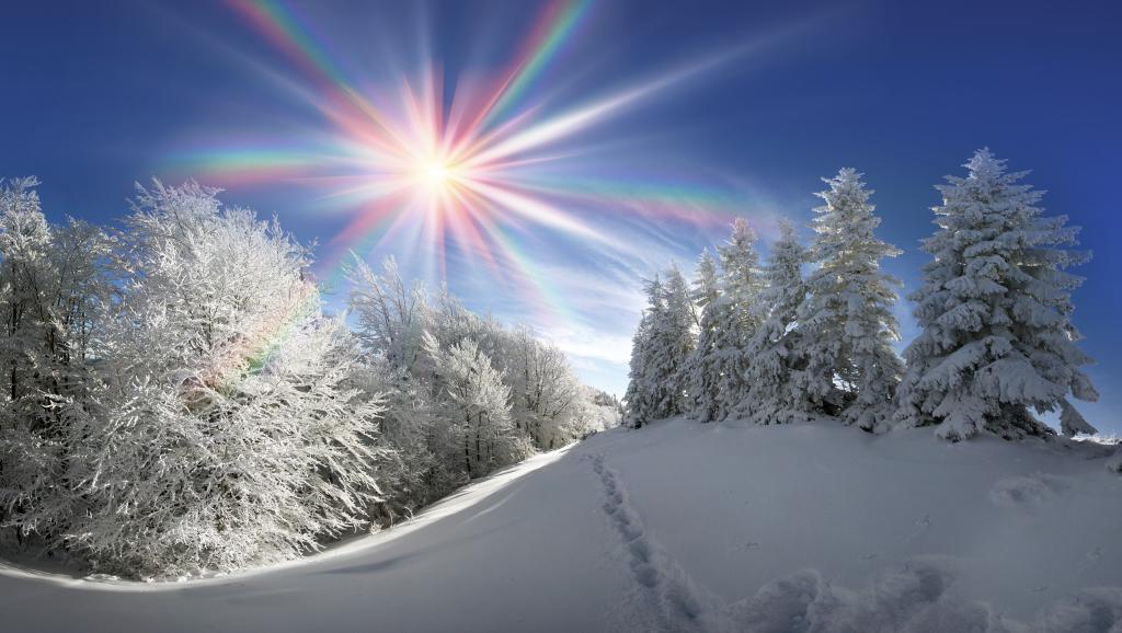 雪,雪,冬天,树,太阳,自然,森林,冬天