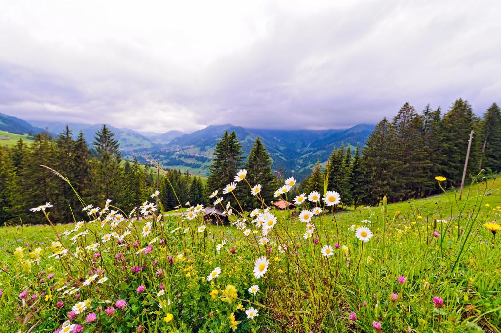 花,瑞士,山,瑞士,性质,草地,树木