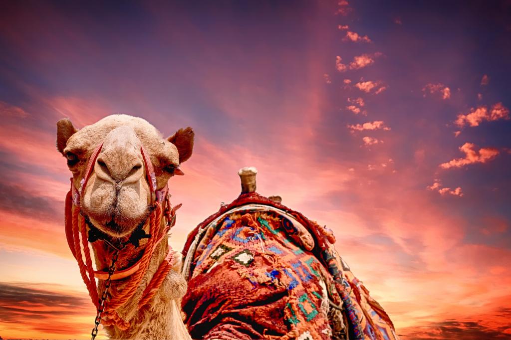关闭在日落的高清壁纸骆驼摄影