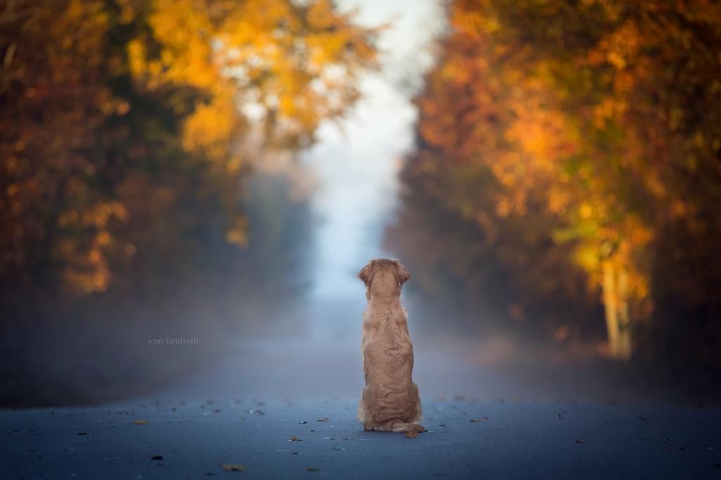 雾,路,狗
