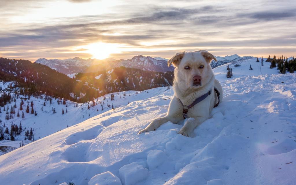 壁纸狗,阿尔卑斯山,雪,山,冬天,狗,性质,奥地利,奥地利,阿尔卑斯山