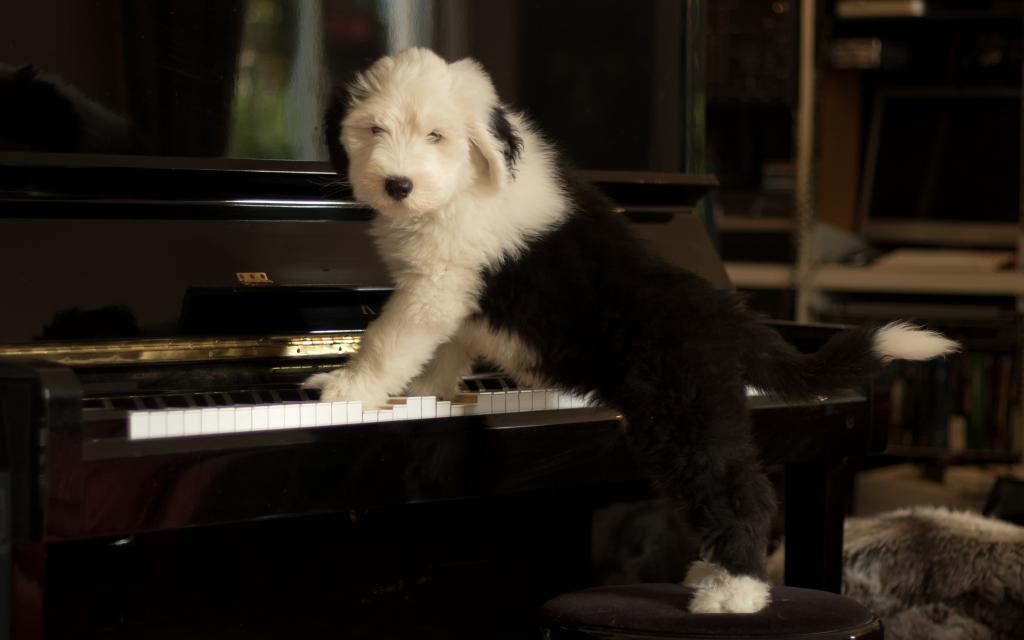 钢琴,狗,小狗,短尾,古英语牧羊犬