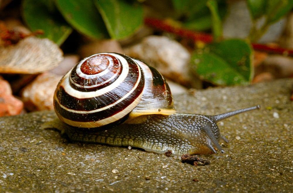 白色和棕色的蜗牛,在白天,白唇蜗牛高清壁纸地面上
