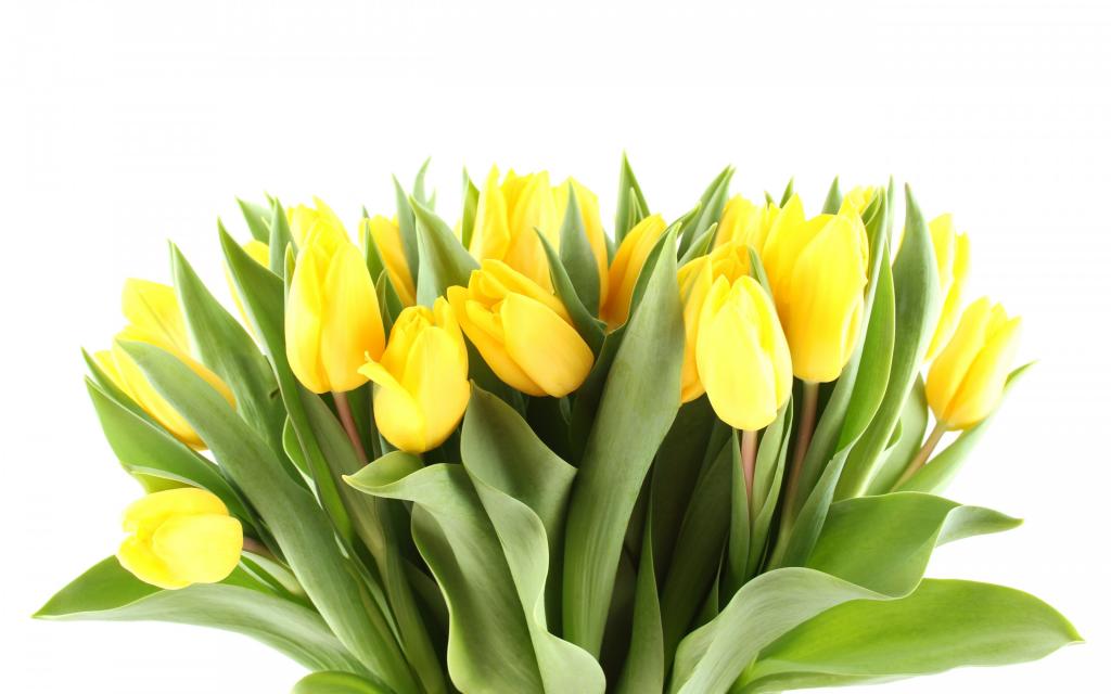 花,花瓣,床单,美丽,3月8日,世界妇女节
