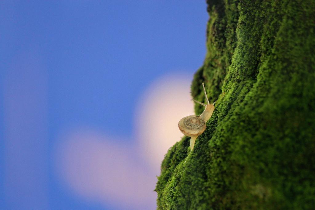 向上攀爬的蜗牛