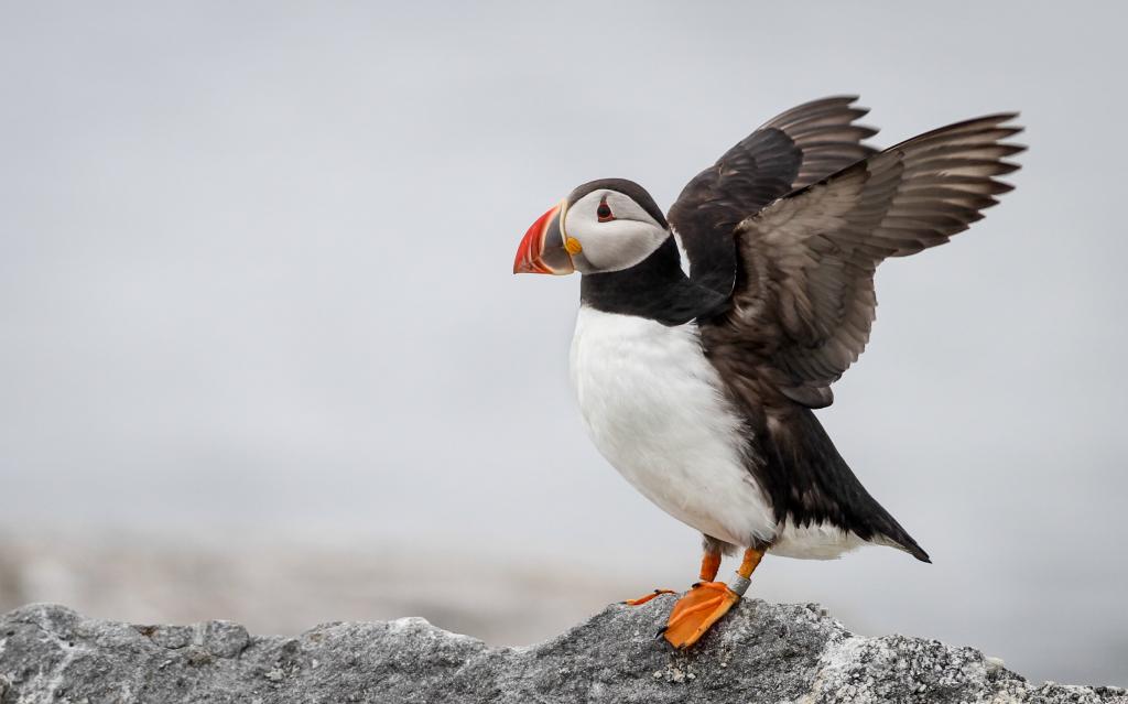 白色,黑色和橙色的鸟在灰色的岩石,大西洋海雀高清壁纸