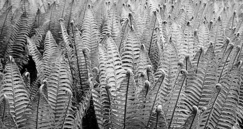 蕨类植物高清壁纸的灰度照片
