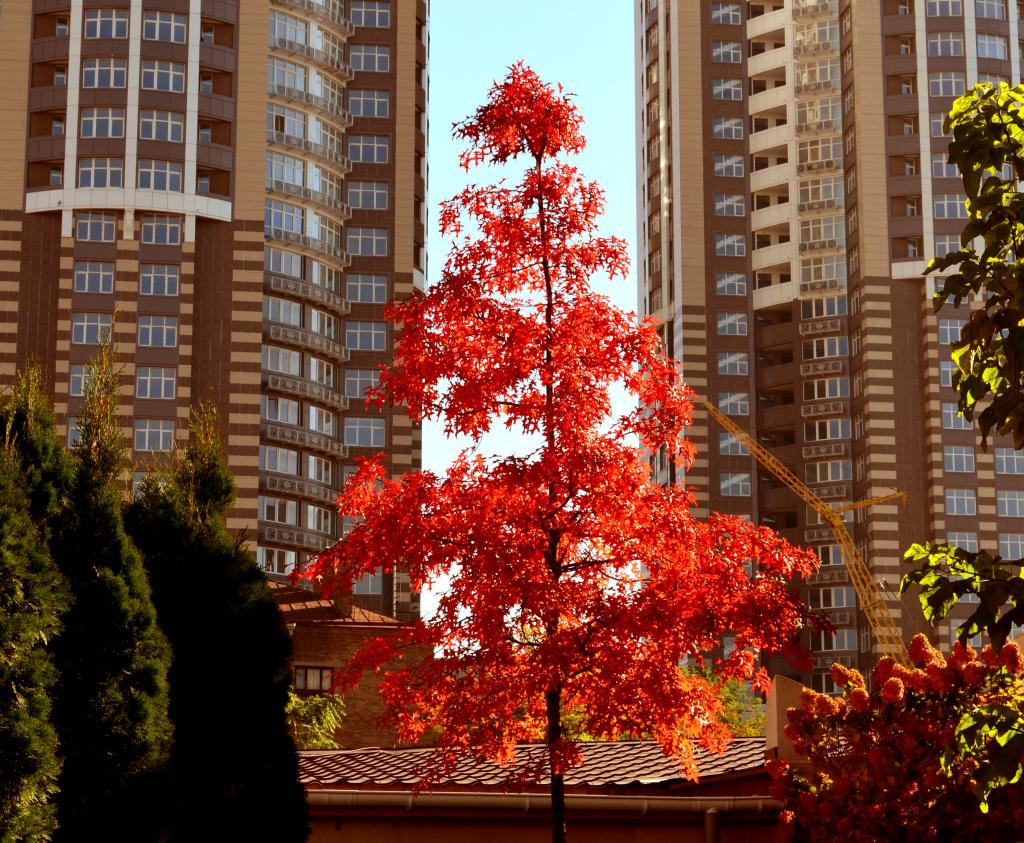家,树,秋天,城市