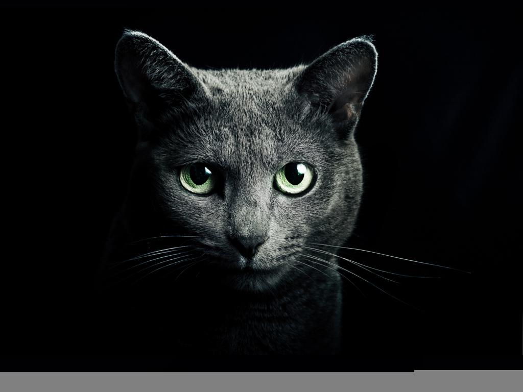 壁纸猫,看,灰色,俄罗斯,品种,黑色背景,蓝色,绿色,眼睛,猫