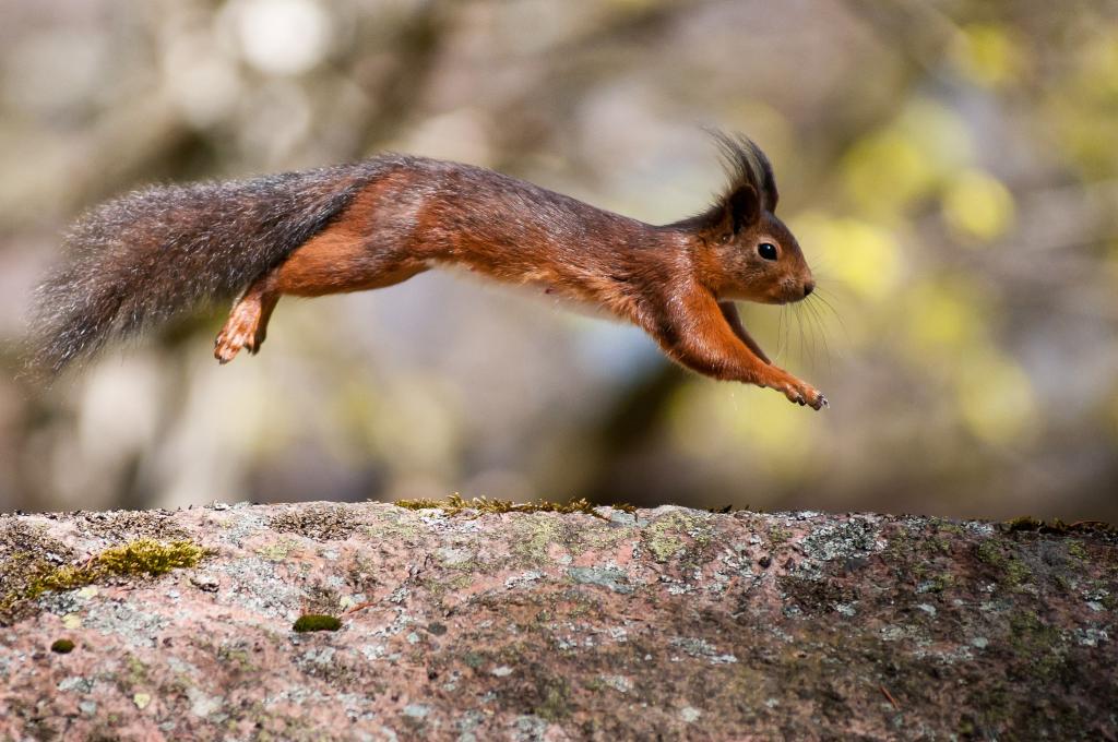 丛生的耳朵松鼠在选择性焦点摄影高清壁纸上面跳跃岩石