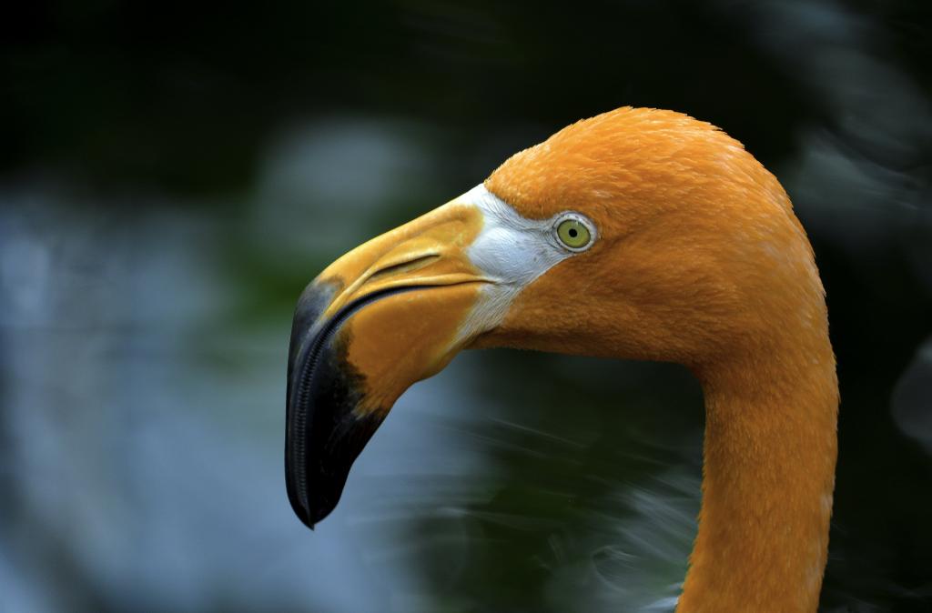 橙色曲线喙的选择性焦点摄影Aves,火烈鸟高清壁纸