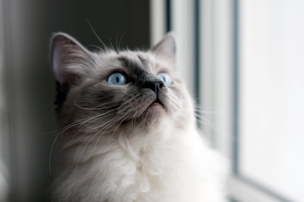 蓝色的眼睛,靠近窗口高清壁纸的蓝猫