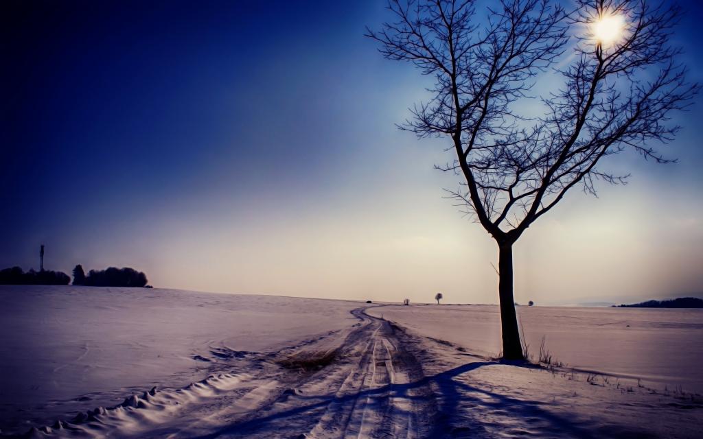 树,路,雪,景观,冬天
