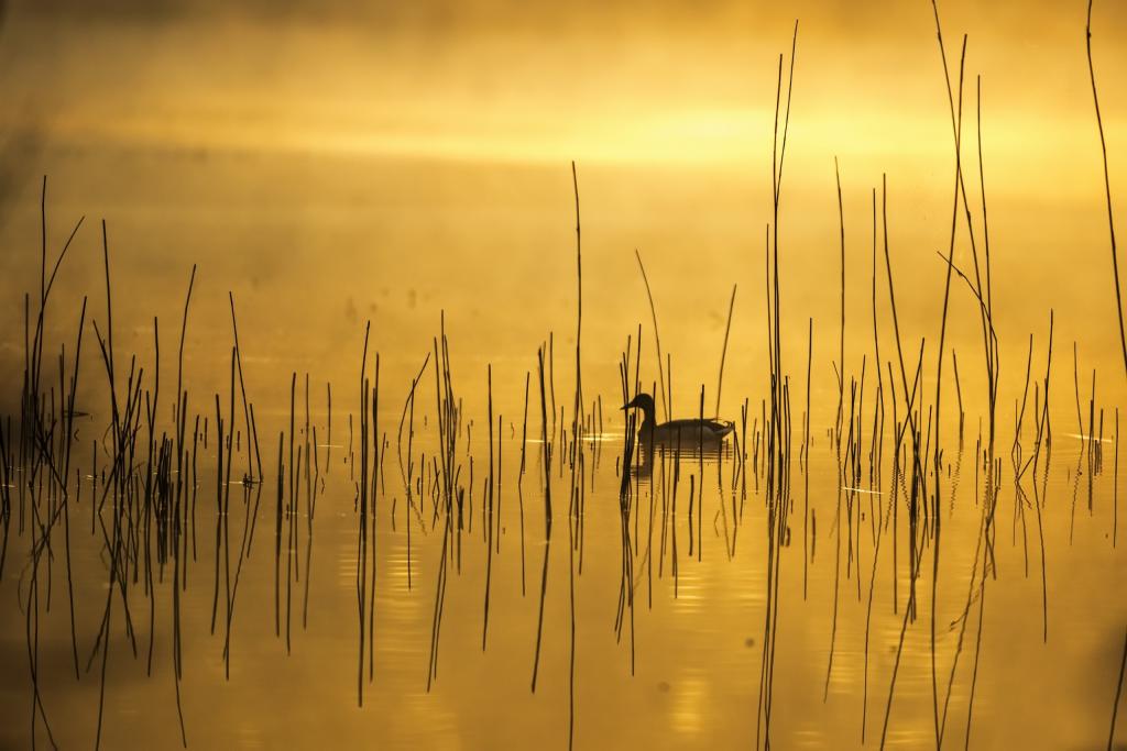 鸭,湖,早晨,雾