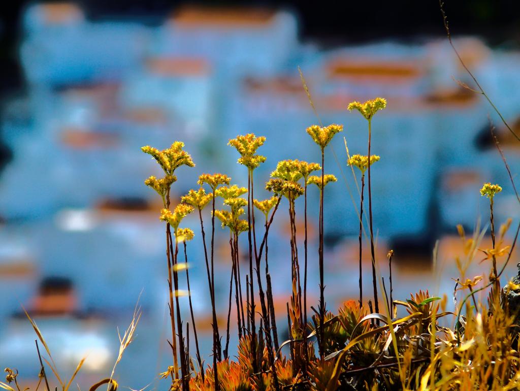 黄色的花朵,西班牙高清壁纸