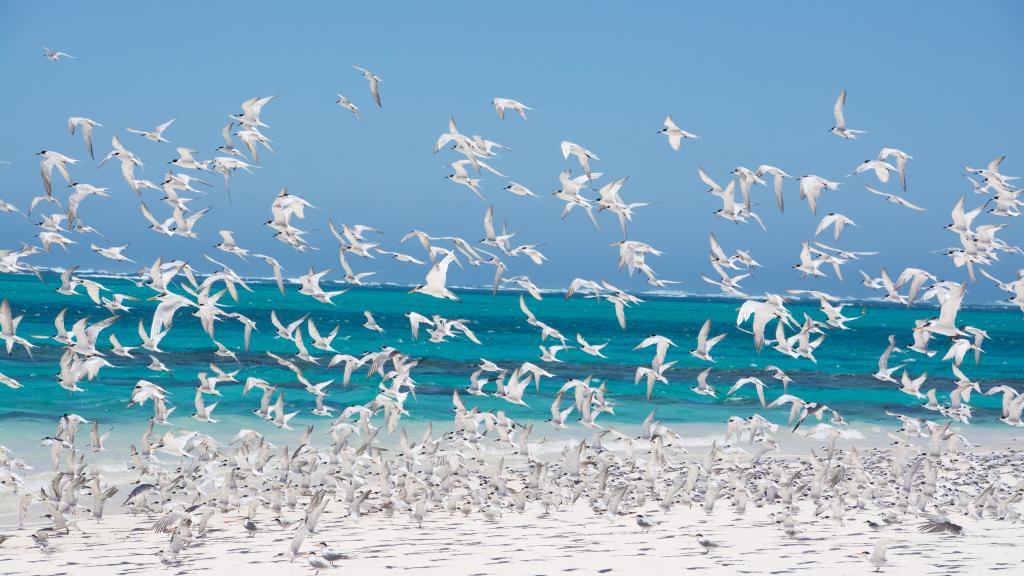 海边成群飞起的海鸥图片