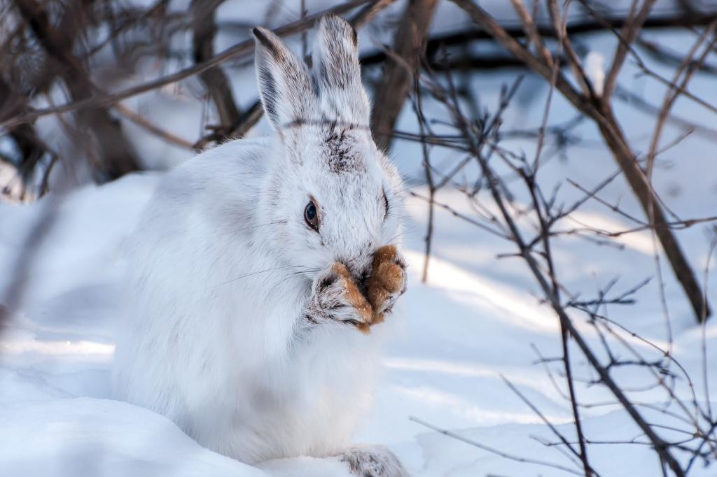 野兔,雪,冬天