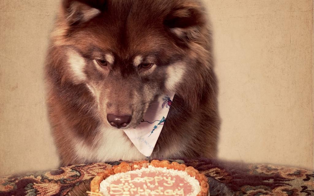 狗,蛋糕,生日,假期,每个