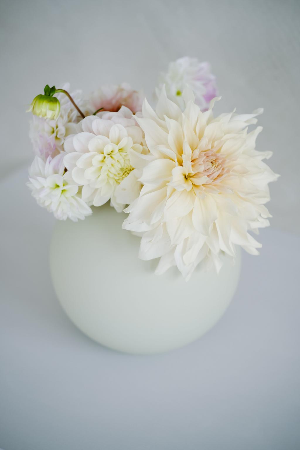 圆形花瓶中的白色大丽花