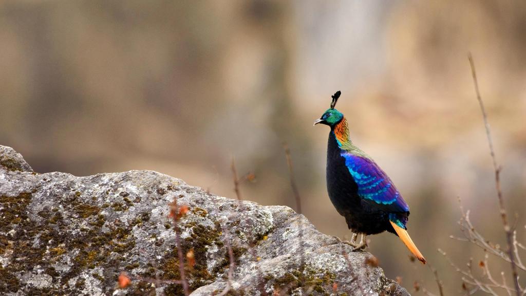 萨加玛塔国家公园,鸟,喜马拉雅山,尼泊尔,雉鸡
