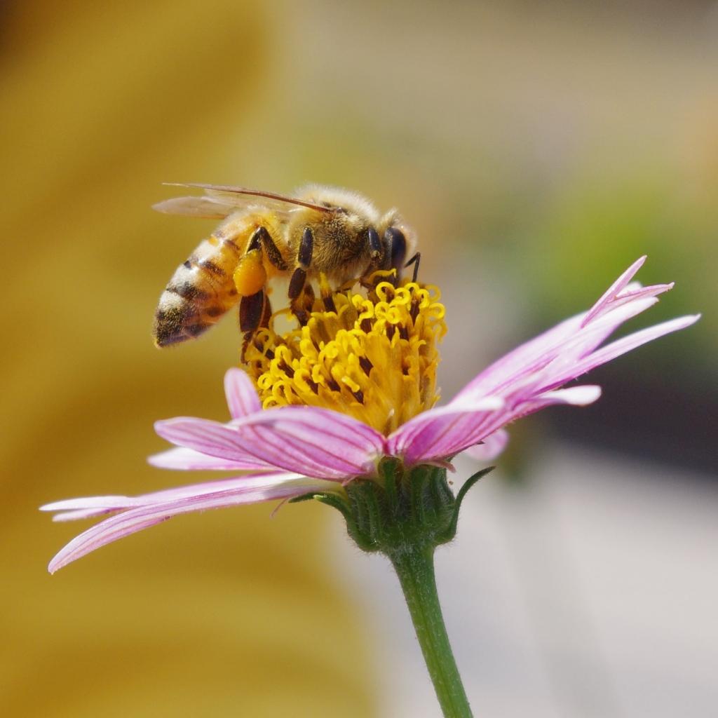 蜜蜂在黄色和粉红色的花朵上高清壁纸