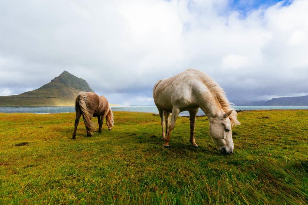 两个棕色和白色的马,在白天的高清壁纸草地上吃