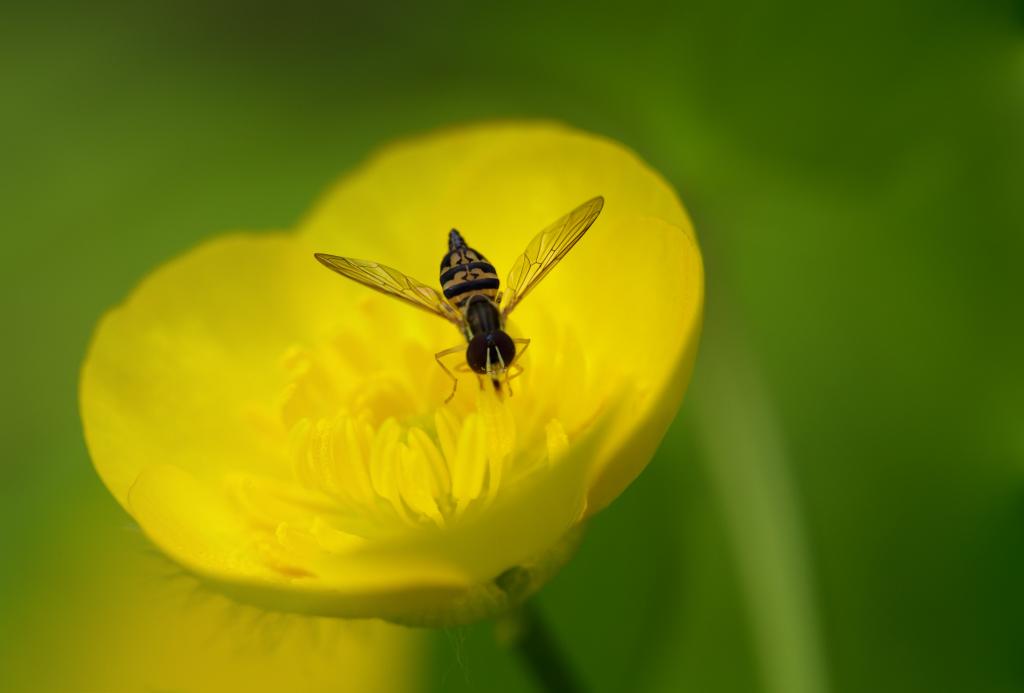 Robberfly栖息在选择性焦点摄影,毛茛高清壁纸黄色petaled花