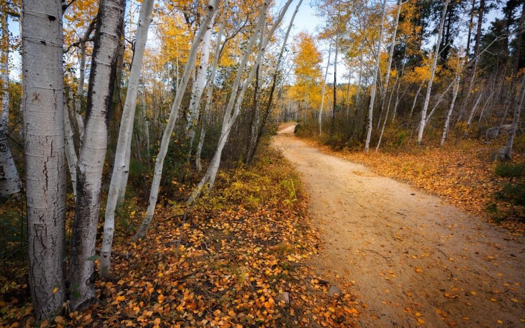 壁纸路,秋天,森林