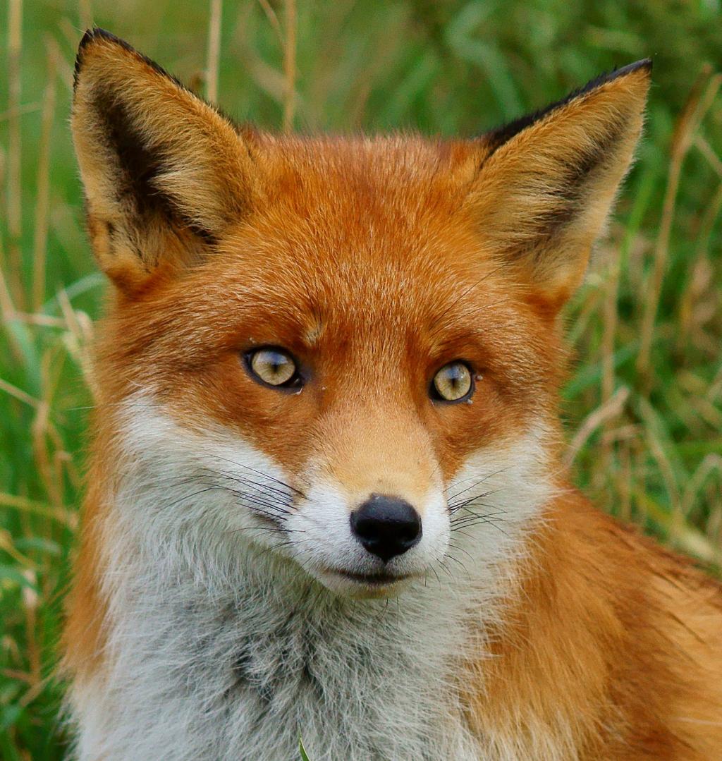 棕色和白色的狐狸微距拍摄摄影附近绿草在白天高清壁纸