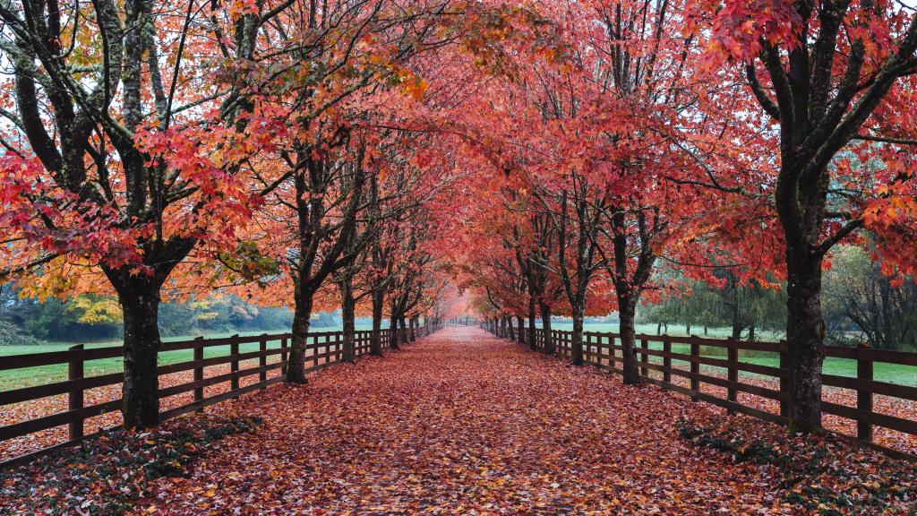 通路与红色的树叶从篱笆围墙高清壁纸封闭