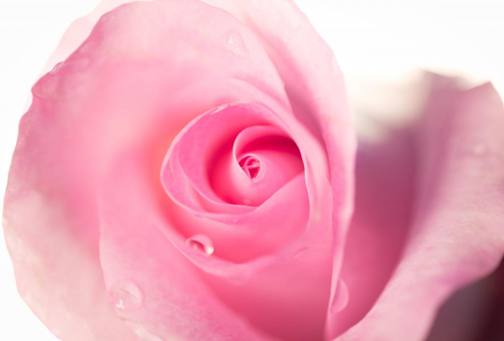 牡丹花,玫瑰高清壁纸特写照片